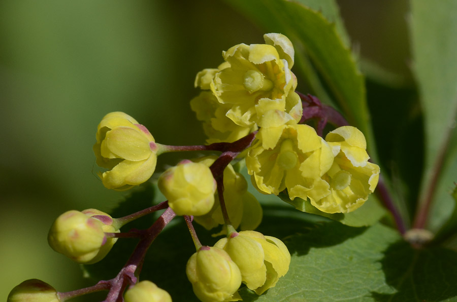 Berberis vulgaris, frutti e fiori